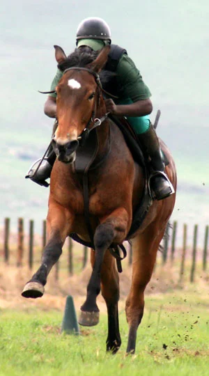 gallop-264b.jpg