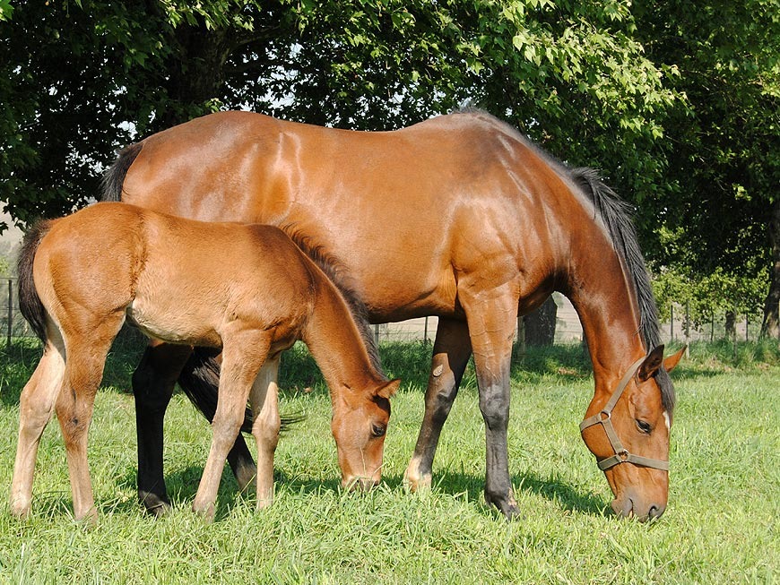 mares-and-foals-26.jpg
