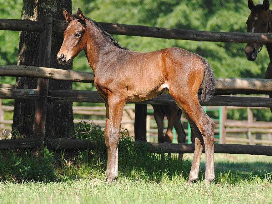 mares-and-foals-17.jpg