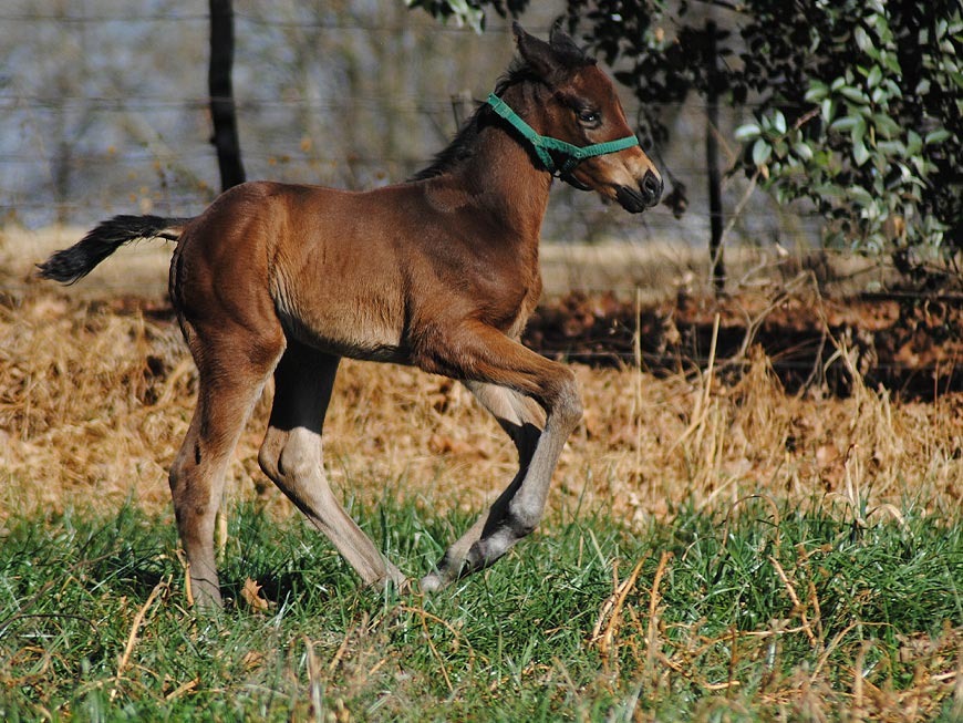 mares-and-foals-27.jpg