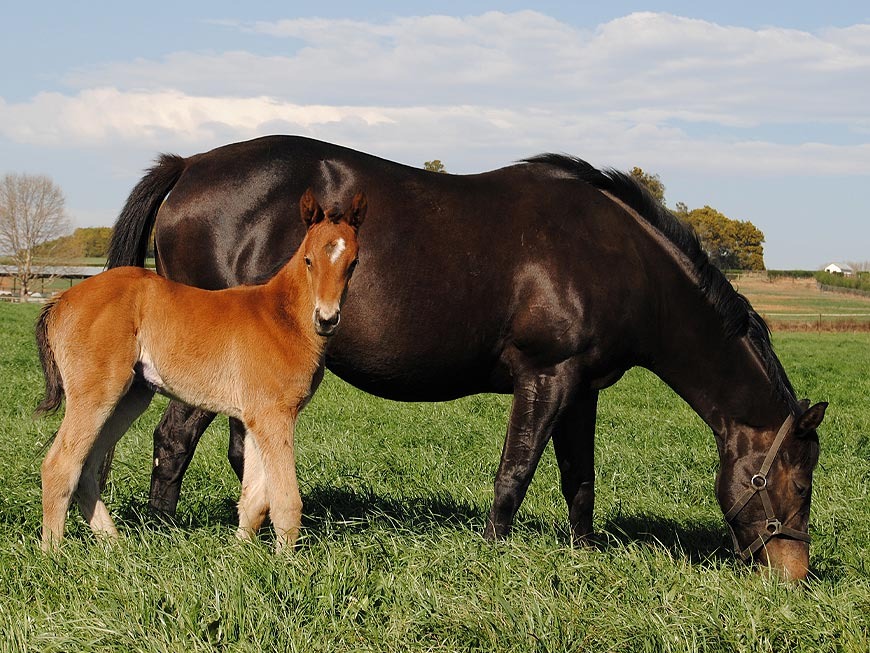 mares-and-foals-2.jpg