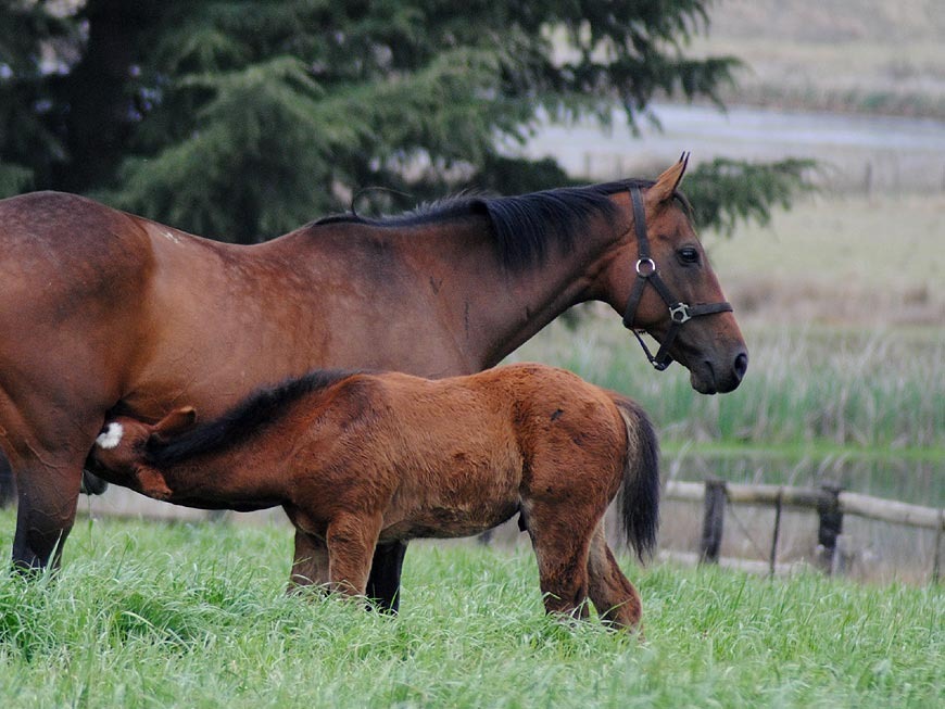 mares-and-foals-4.jpg
