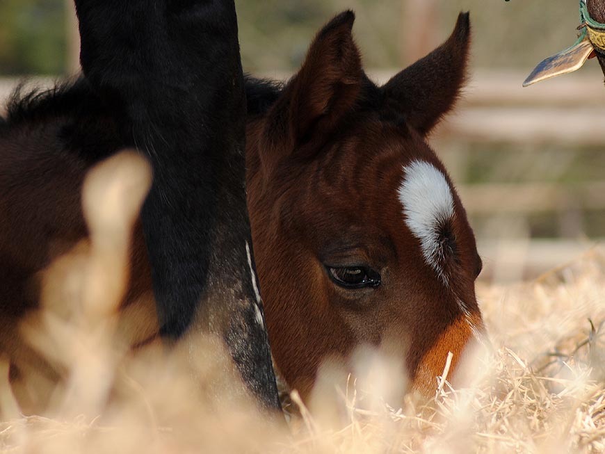 mares-and-foals-5.jpg