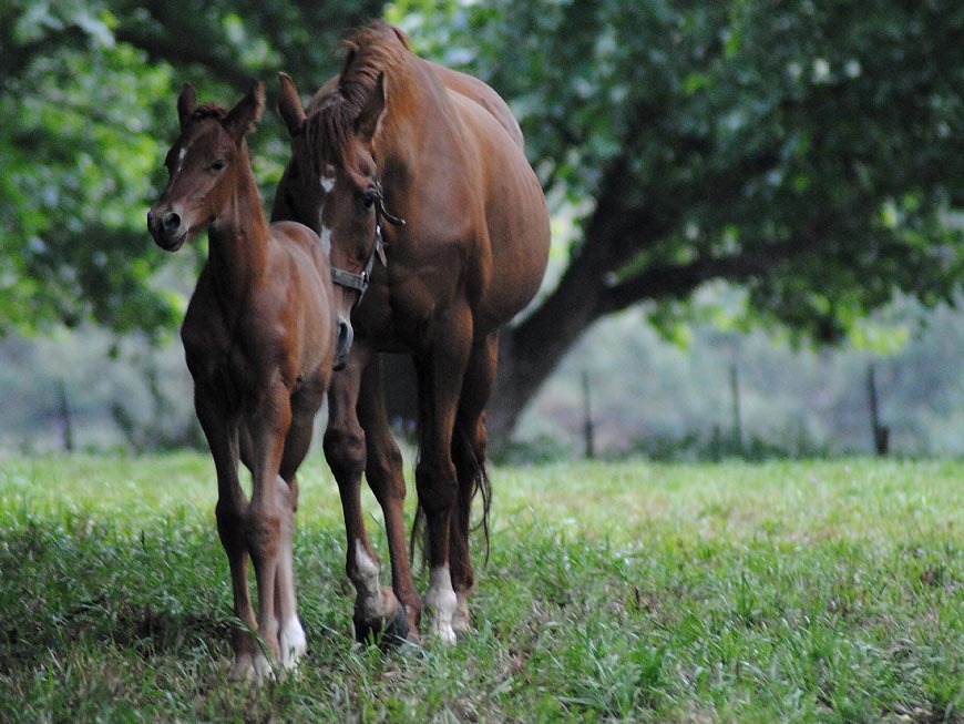 mares-and-foals-20.jpg