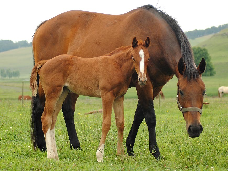 mares-and-foals-23.jpg