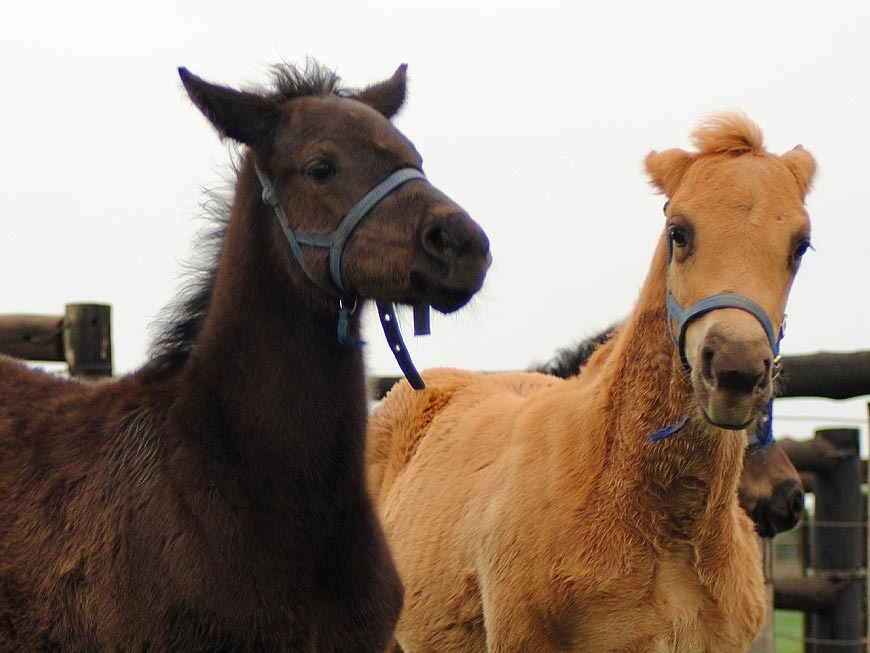 mares-and-foals-7.jpg