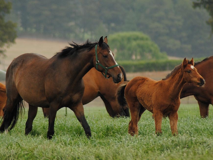 mares-and-foals-8.jpg
