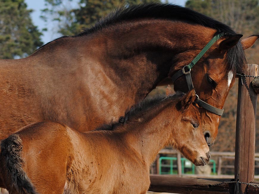 mares-and-foals-12.jpg