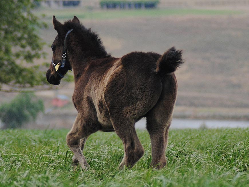 mares-and-foals-30.jpg