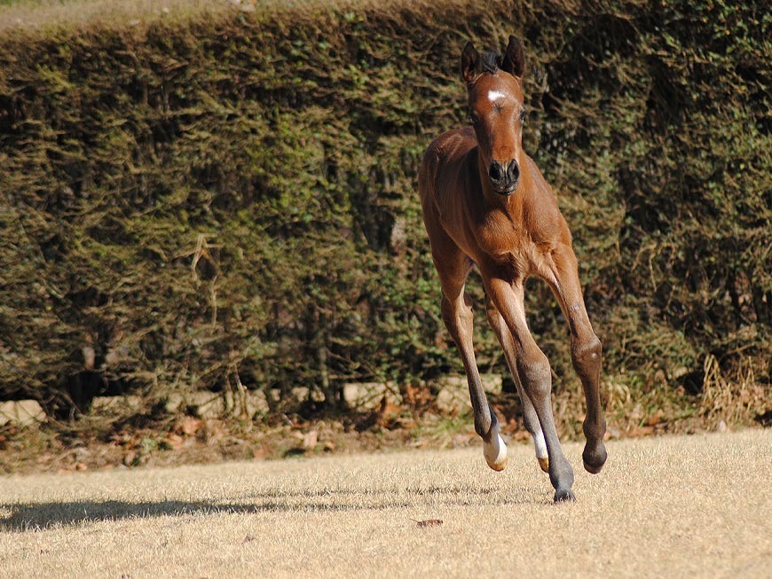 mares-and-foals-24.jpg