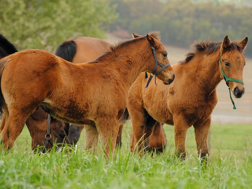mares-and-foals-11.jpg