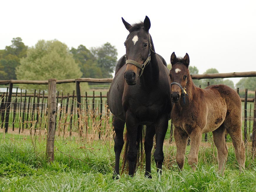 mares-and-foals-31.jpg