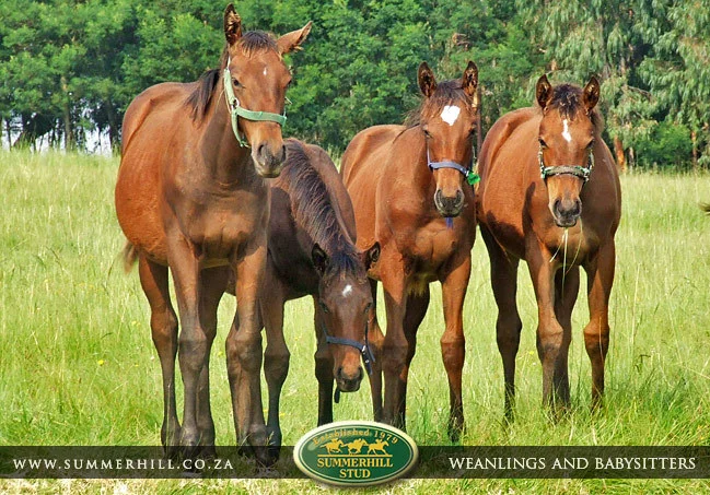 summerhill-weanlings-&-babysitters-25.jpg