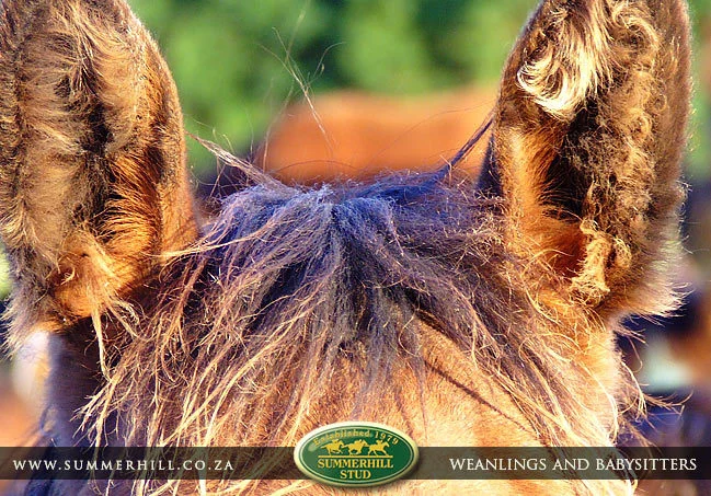 summerhill-weanlings-&-babysitters-30.jpg
