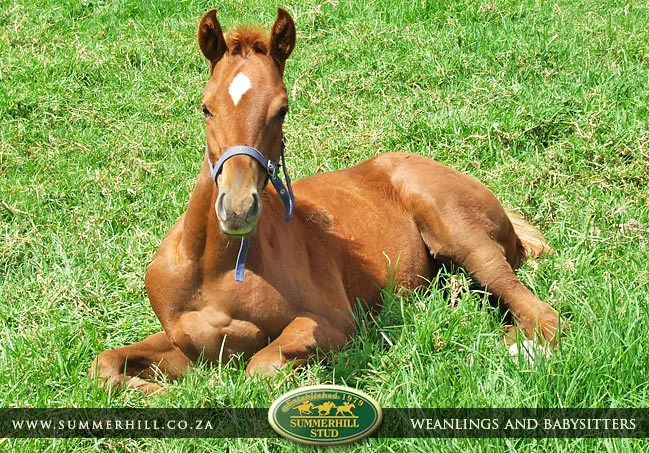 summerhill-weanlings-&-babysitters-27.jpg