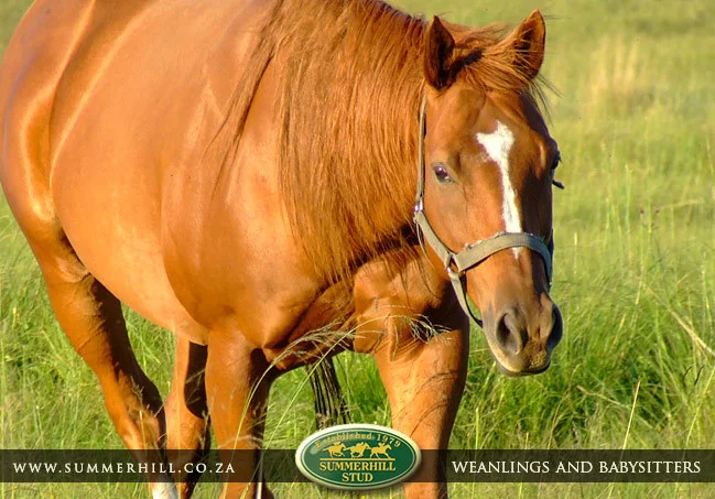 summerhill-weanlings-&-babysitters-2.jpg