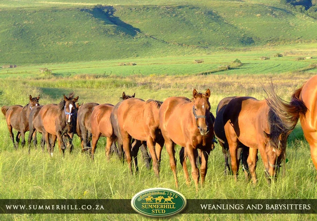 summerhill-weanlings-&-babysitters-1.jpg
