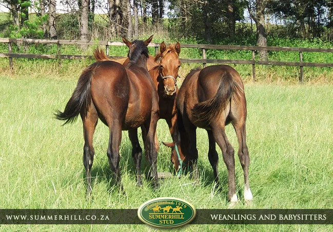 summerhill-weanlings-&-babysitters-19.jpg