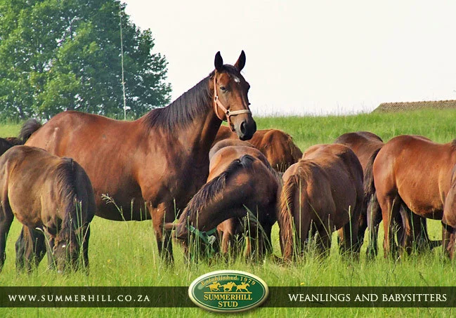 summerhill-weanlings-&-babysitters-22.jpg