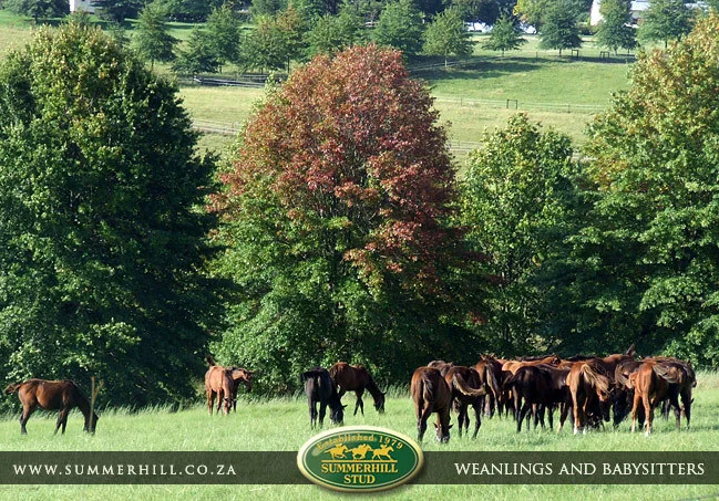 summerhill-weanlings-&-babysitters-16.jpg