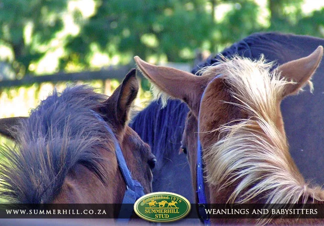 summerhill-weanlings-&-babysitters-7.jpg