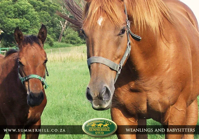 summerhill-weanlings-&-babysitters-15.jpg