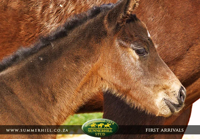 foals-first-arrivals-10.jpg