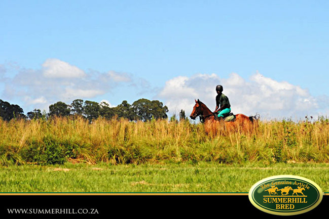 horses-in-training-28.jpg