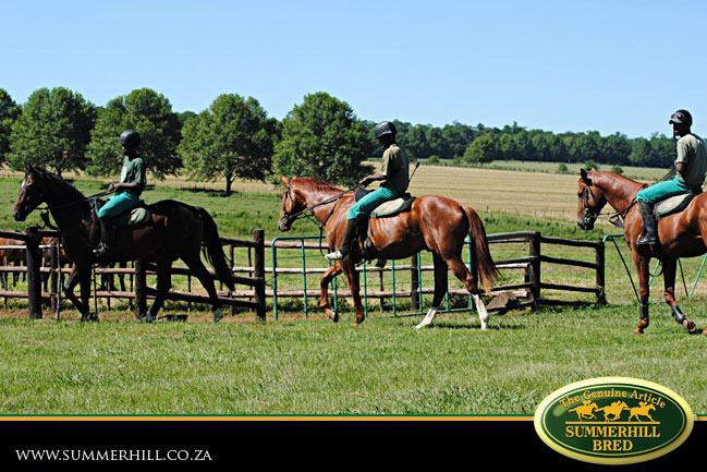 horses-in-training-14.jpg