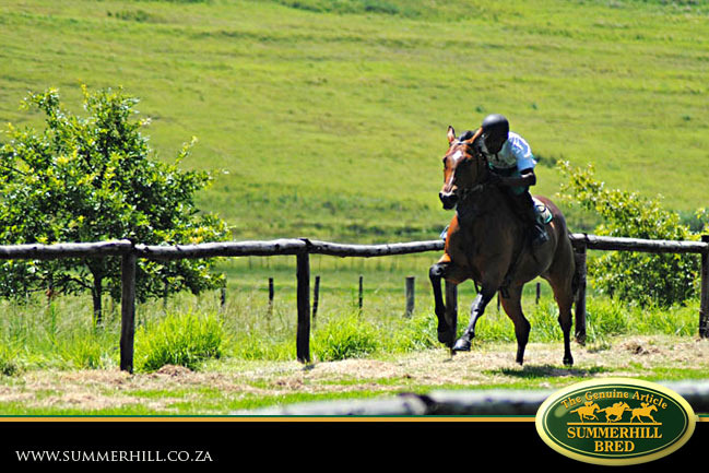 horses-in-training-26.jpg