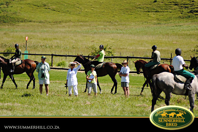 horses-in-training-4.jpg