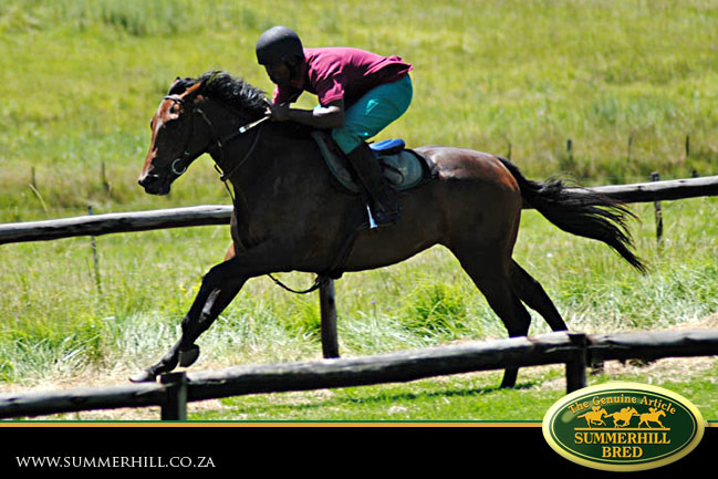 horses-in-training-3.jpg