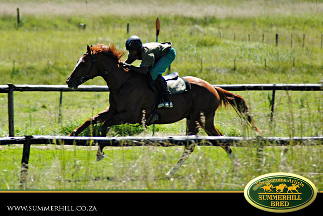 horses-in-training-6.jpg