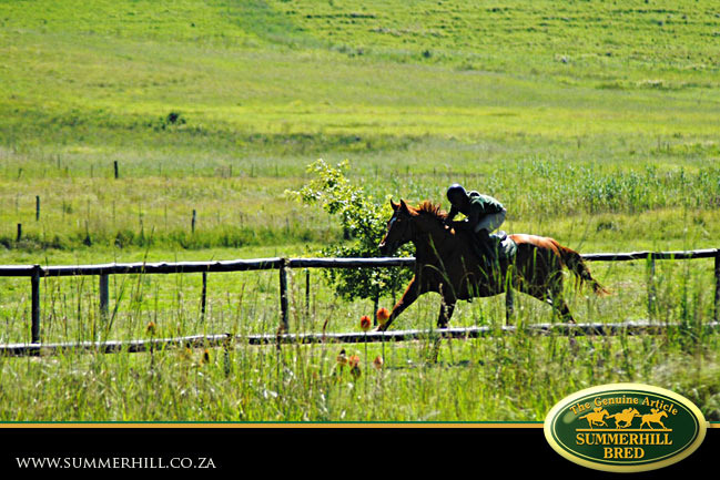 horses-in-training-22.jpg