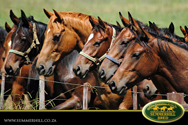 horses-in-training-25.jpg