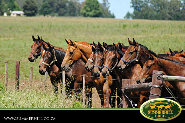 horses-in-training-19.jpg