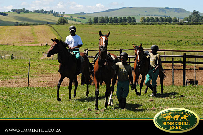 horses-in-training-18.jpg