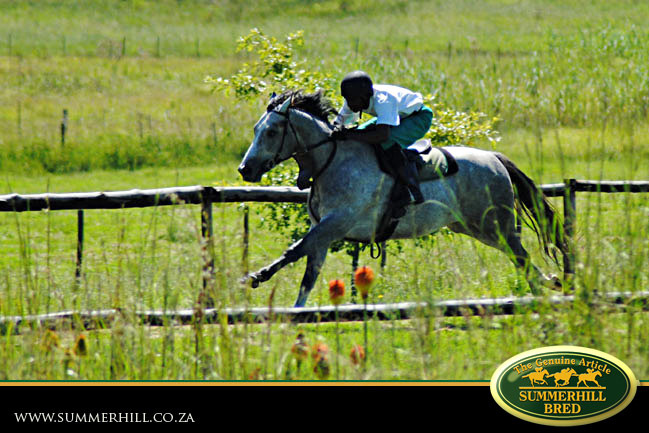 horses-in-training-7.jpg