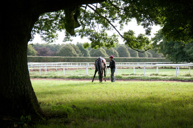 yeats-coolmore-1-(anne-marie o'brien).jpg