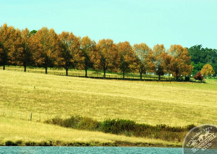 Mooi River Autumn 13