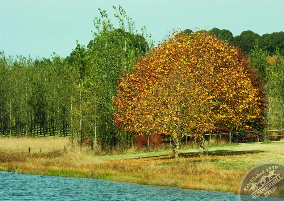 Mooi River Autumn 14