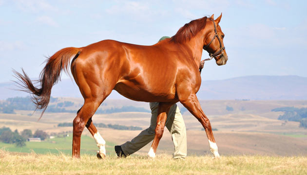 admire-main-ready-to-run.jpg