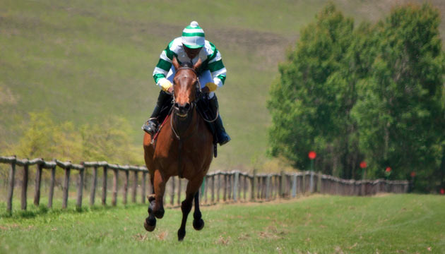 gallops-videos.jpg