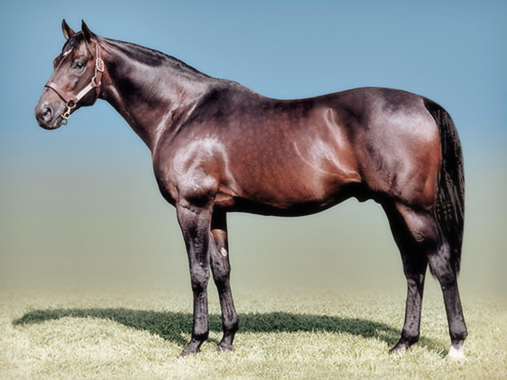 Fort Wood (Sadler's Wells - Fall Aspen) / Sporting Post (p)