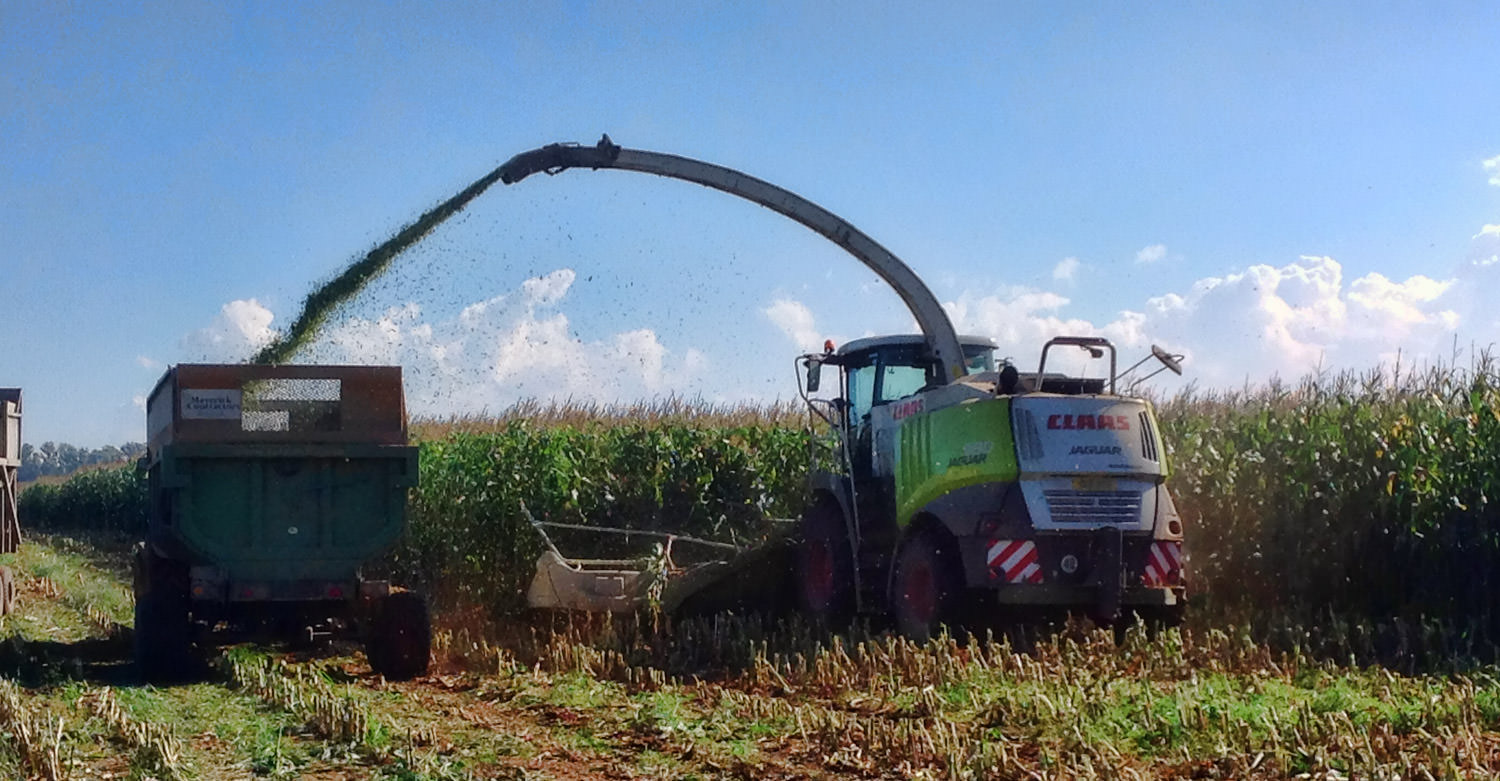 Harvesting Silage 2
