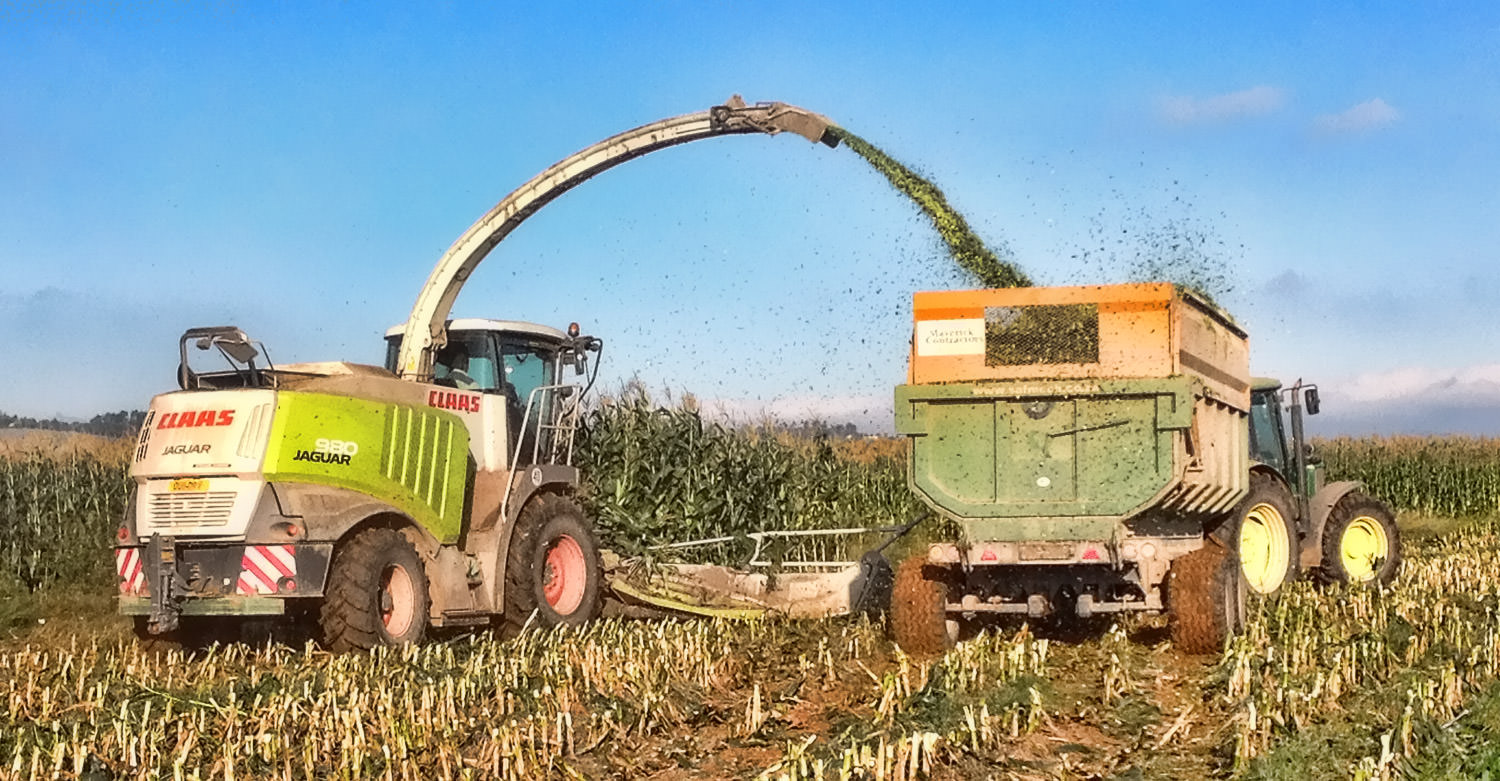 Harvesting Silage 1