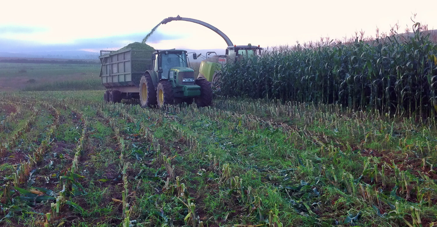 Harvesting Silage 4