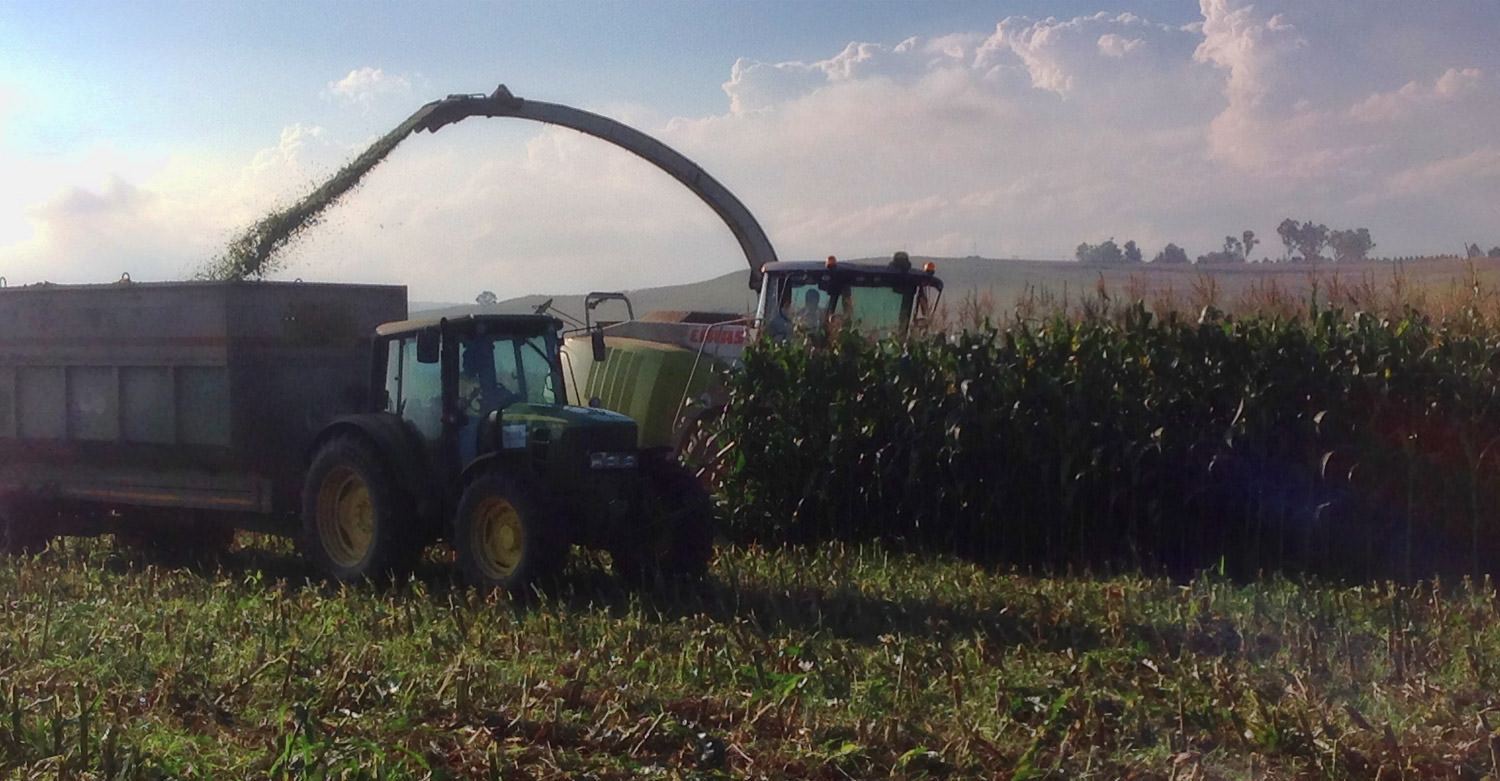 Harvesting Silage 3