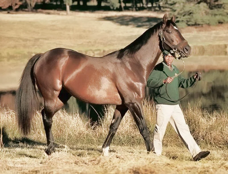 Rambo Dancer / Summerhill (p)