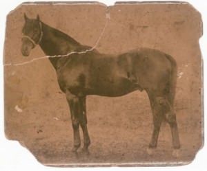 Lochiel / Widden Stud (p)
